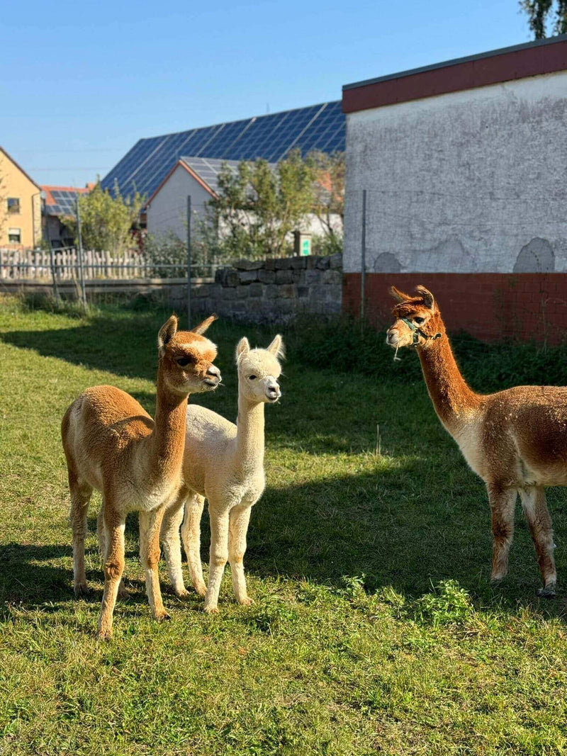 Willkommen Franzl und Fin – die Alpaka-Familie wächst um 2 Alpaka-Jungs! - tre_alpacas
