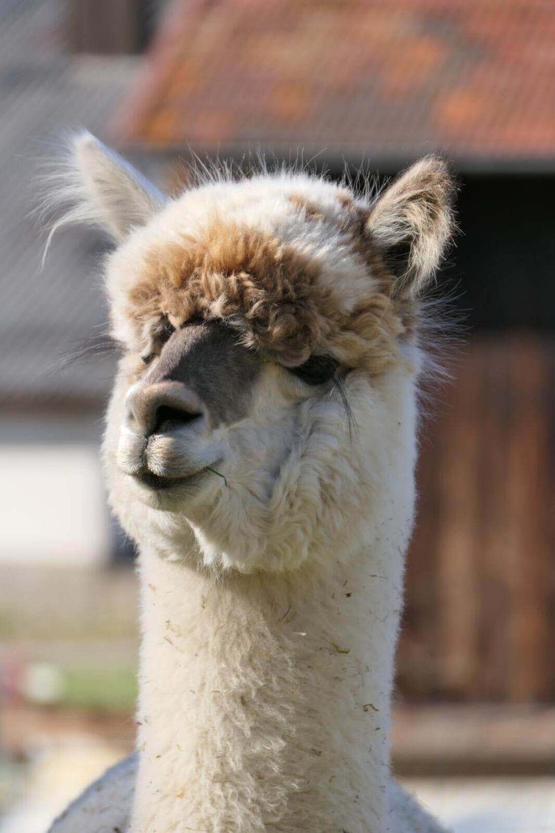 Überraschende Fakten über Alpakas – direkt von unseren 11 süßen Alpakas aus Unterfranken! - tre_alpacas