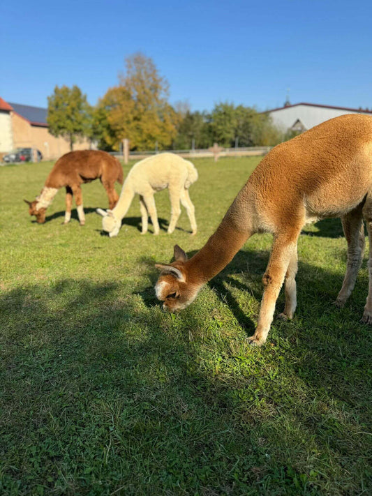 Alpaka Produkte sind niedliche Geschenke für Tierfreunde