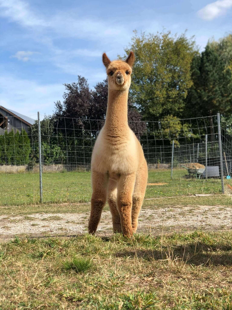 Teil 2: 5 überraschende Fakten über Alpakas, die jeden Alpaka-Fan begeistern werden - tre_alpacas