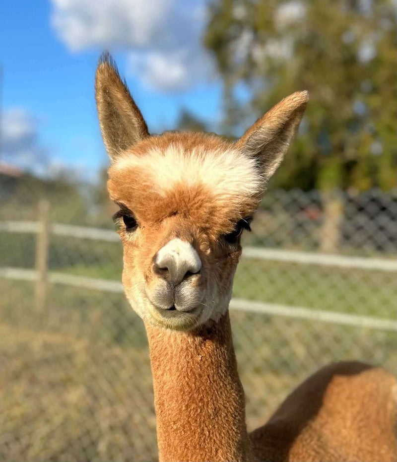 Alpakawollprodukte – Nachhaltige Mode und Accessoires aus Alpakawolle! - tre_alpacas