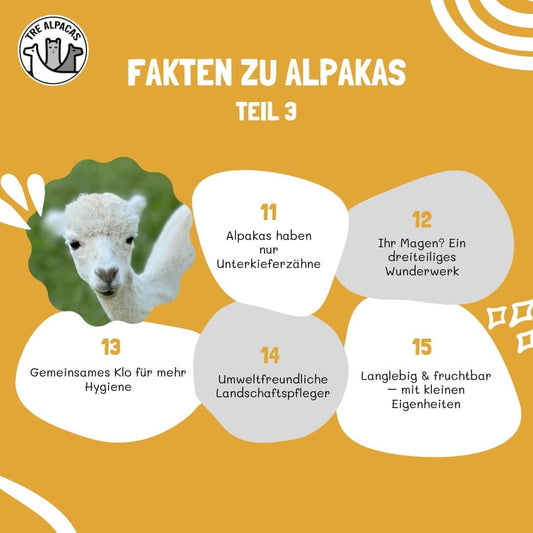 Fakten über Alpakas - Teil 3 mit Informationen über Alpakas und ihre Eigenschaften.