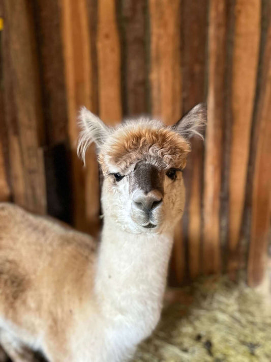 Alpakas: Die sanften Seelen unserer Zeit! - tre_alpacas