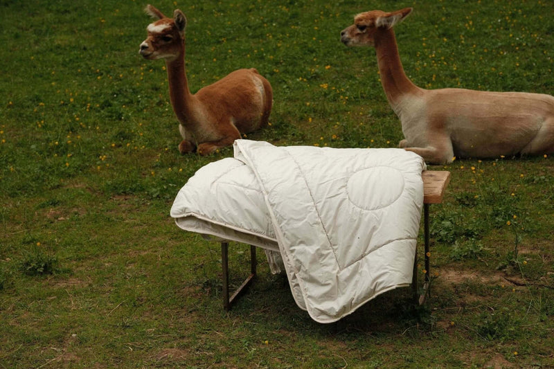 Alpaka Decke kaufen – eine hochwertige Decke neben zwei Alpakas auf einer Wiese.