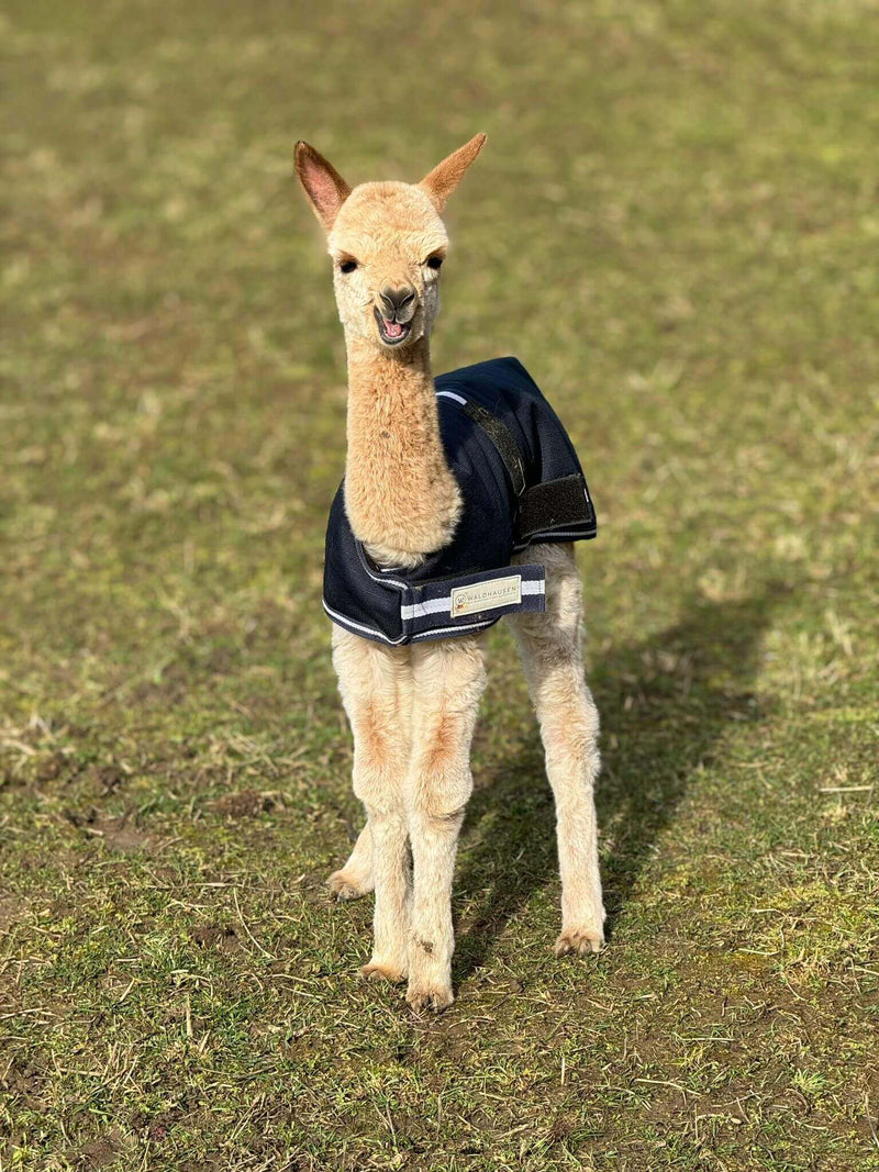 Osterfreude schenken: Warum Alpaka-Geschenke zu Ostern eine kuschelige Idee sind - tre_alpacas