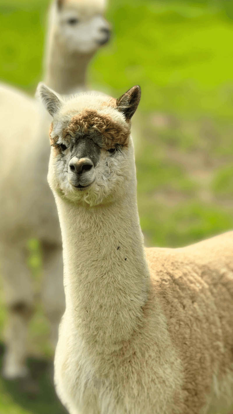 Warum Alpakawolle der Schlüssel zu mehr modischer Nachhaltigkeit ist - entdecke die Vorteile von Alpakafell! - tre_alpacas