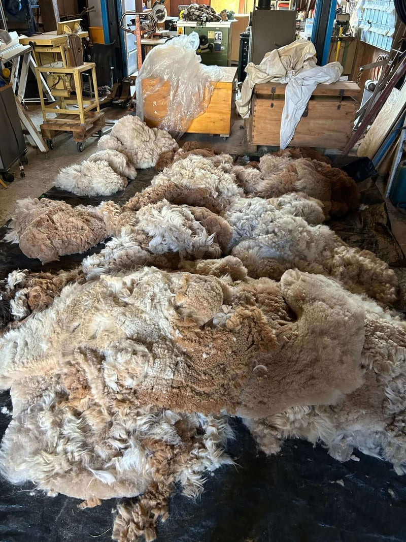 Die Schur unserer Alpakas: Ein Blick hinter die Kulissen - tre_alpacas