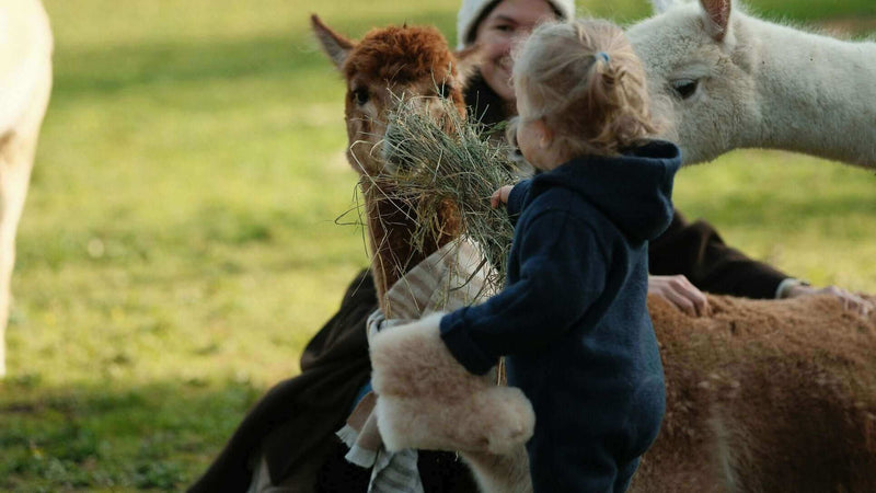 Fakten über Alpakas: Alles, was Sie über diese faszinierenden Tiere wissen müssen - tre_alpacas