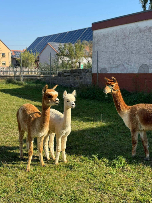 Alpaka Wanderungen – Erlebe entspannte Wanderungen mit Alpakas in der Natur