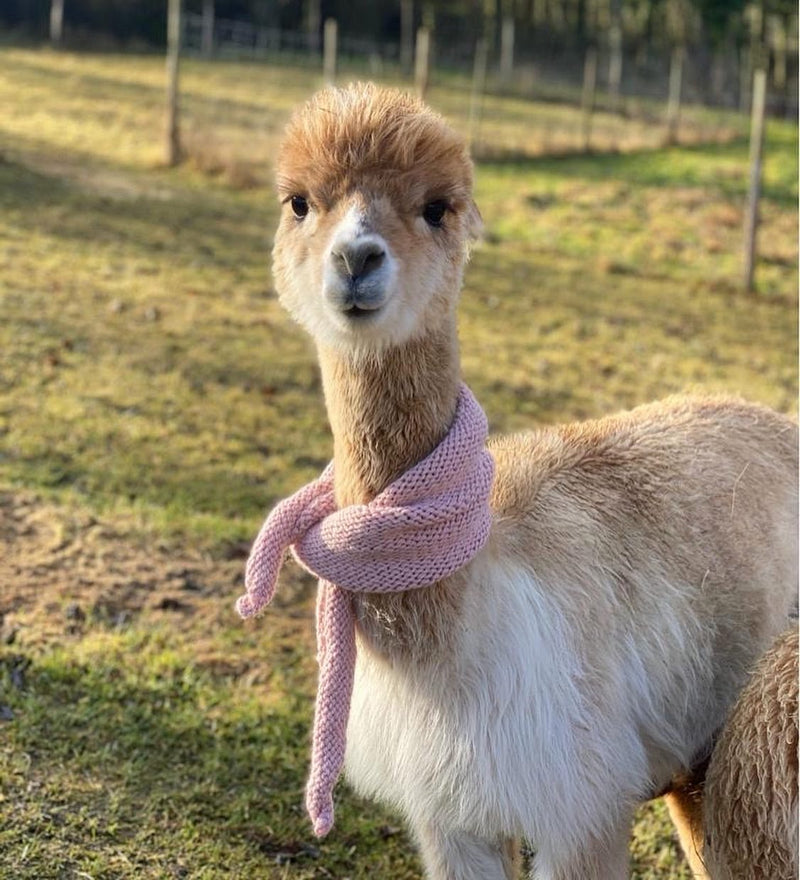 Alpaka oder Schafswolle – Vergleich der Naturfasern für Wärme, Komfort & Hautverträglichkeit