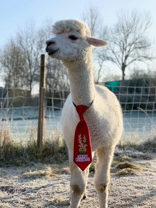 Flauschige Wintermomente in Bütthard: Alpaka-Event am 30. November