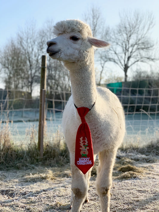 Flauschige Wintermomente in Bütthard: Alpaka-Event am 30. November