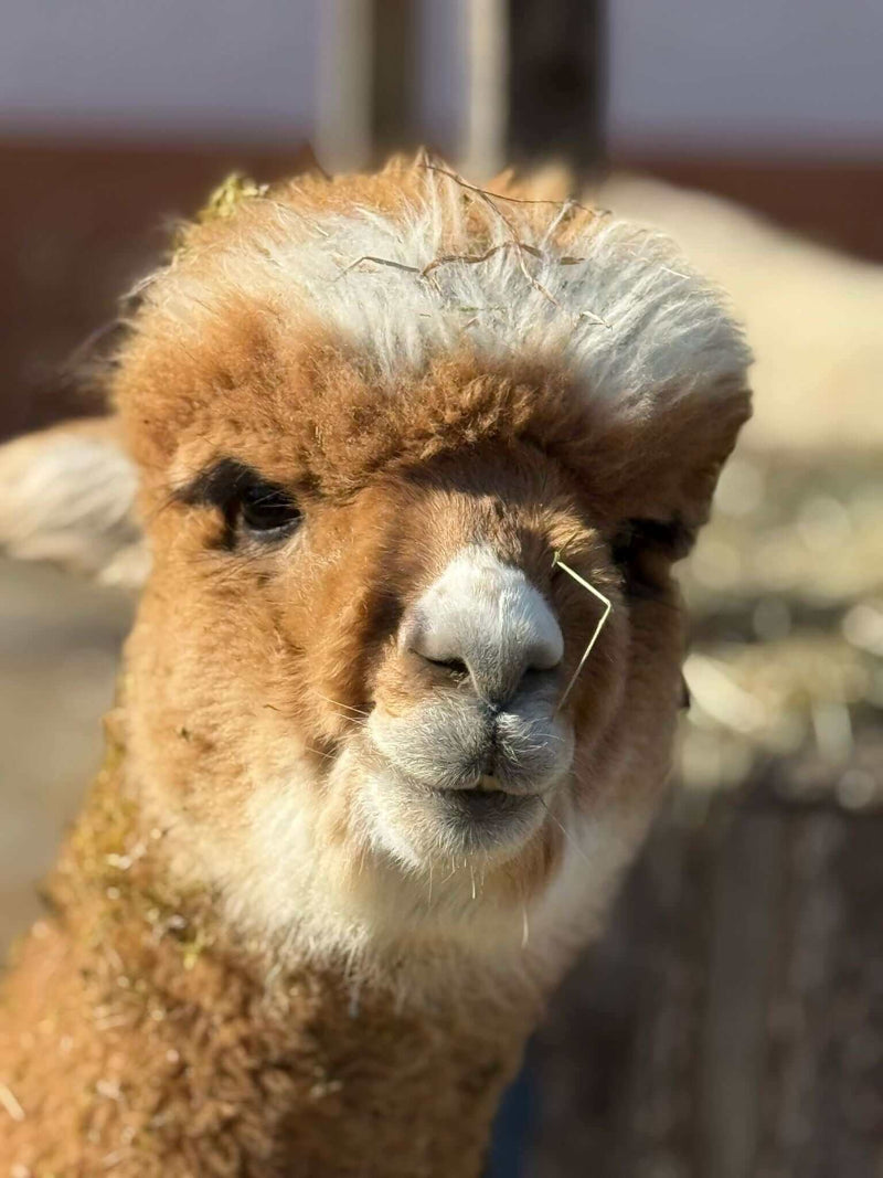Warum Alpakawolle nicht nur eine Wolle für den Winter ist, sondern das ganze Jahr über ideal ist - tre_alpacas