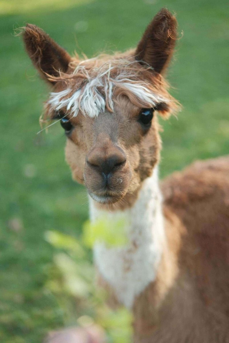 Alpakas erleben und kaufen: Alles über Alpaka-Produkte und ihre Vorteile - tre_alpacas