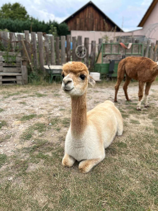 Stille Kämpfe, laute Gedanken #2: Guter Rat ist schwer – wenn gut gemeinte Ratschläge schwer wiegen! - tre_alpacas