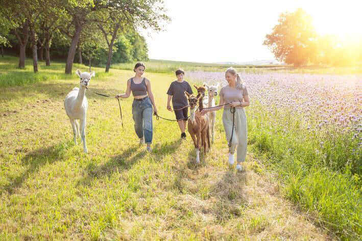 Warum oft kritisierte Alpakawanderungen tierfreundlich sein können - tre_alpacas