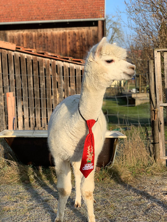 Alpaka mit rotem Schal im Freien, perfekt für Alpaka Geschenkideen Weihnachten.