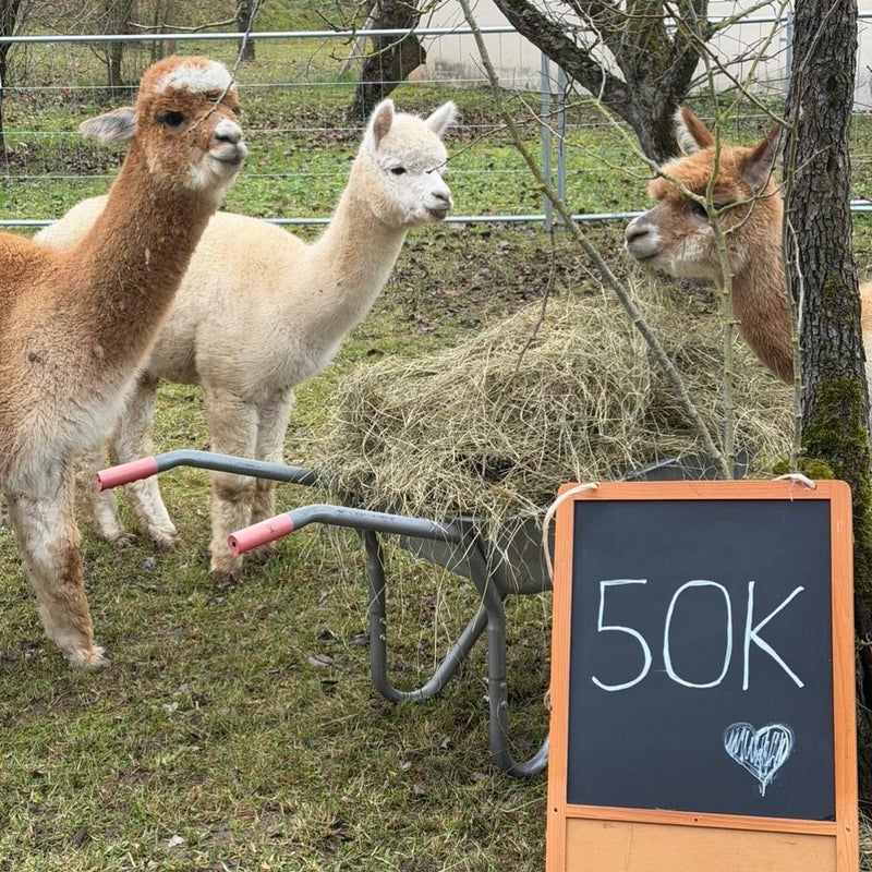 Alpakas erleben: Zwei Alpakas stehen neben einer Schubkarre mit Heu und einem Schild, das 50K zeigt.