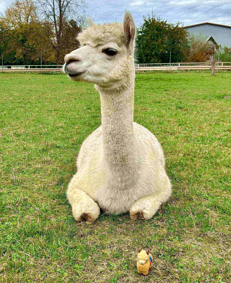 Wenn Flausch hilft – Unsere Spende an SoulTalk