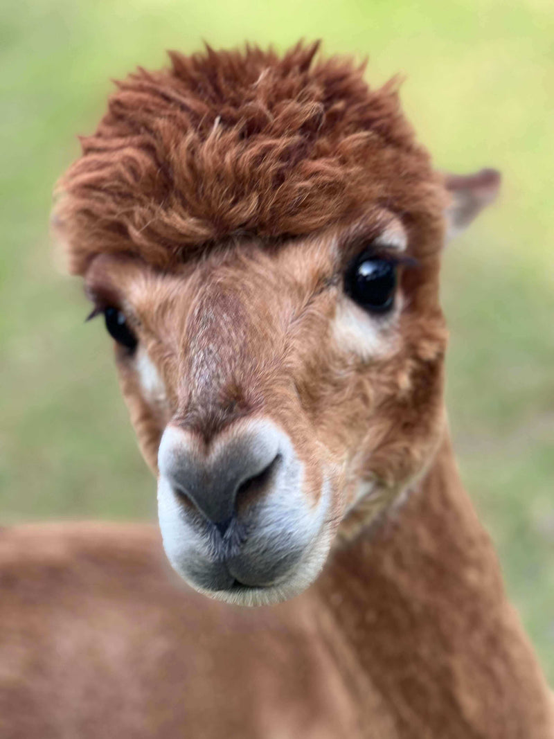 Nahaufnahme eines Alpakas mit weicher Wolle, die tierfreundliche Alpakawolle repräsentiert.