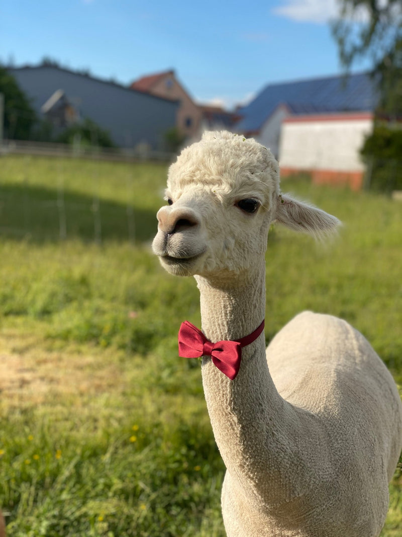 Alpaka Geschenke für jeden Typ: stilvolles Alpaka mit roter Fliege auf einer Wiese.