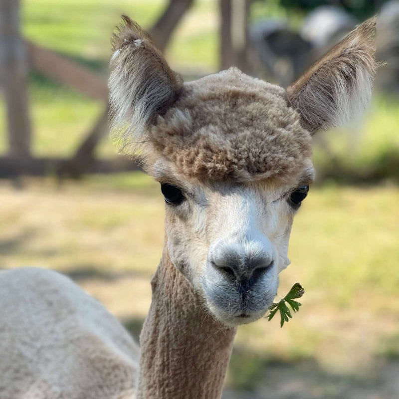 Alpakas als Therapietiere: Entdecke das Glück mit unseren flauschigen Freunden! - tre_alpacas