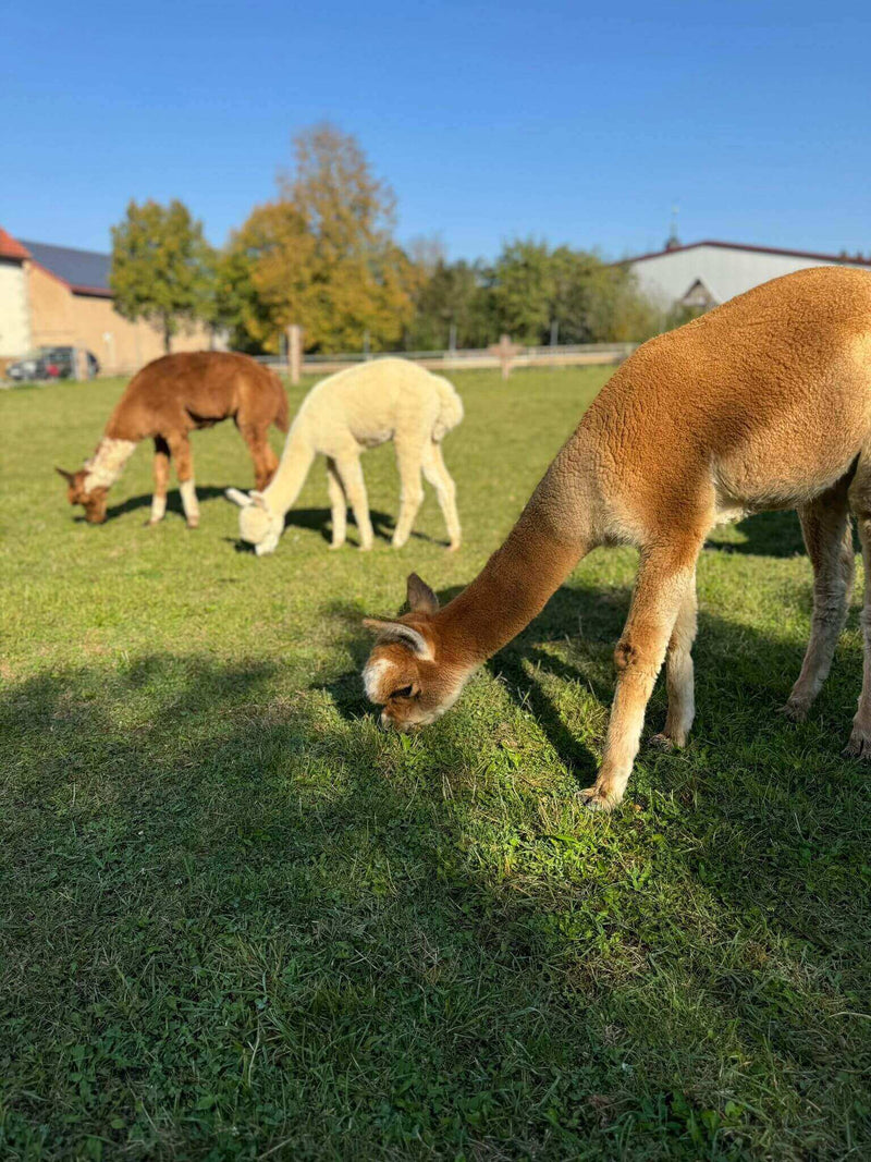 Warum Alpaka Geschenke die besten Geschenkideen für Tierliebhaber sind - tre_alpacas