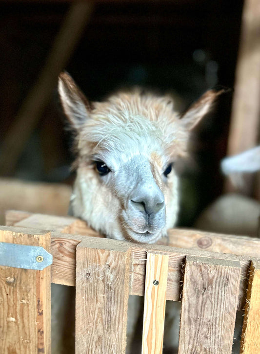 Alpaka Farm besuchen – Erlebe Alpakas hautnah auf einer Alpakafarm in Deutschland