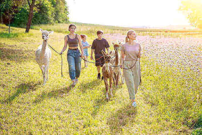 Großes Oster-Gewinnspiel: Gewinne eine Alpakawanderung für 4 Personen! - tre_alpacas