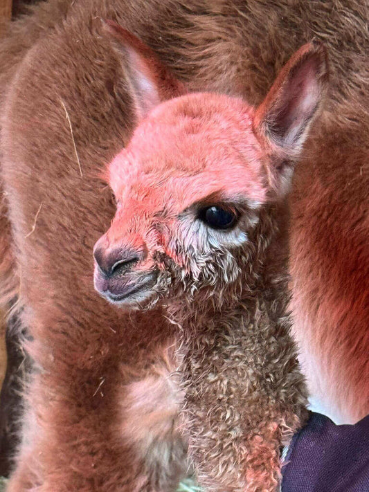 Überraschender Zuwachs auf unserem Alpakahof nahe Würzburg - namens Baby-Alpaka Luna! - tre_alpacas