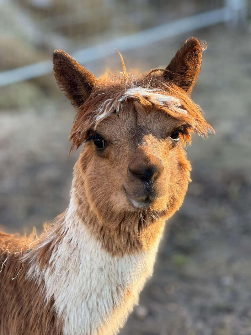 Fakten rund um Alpakawolle: Was ist Mythos und was stimmt wirklich? - tre_alpacas