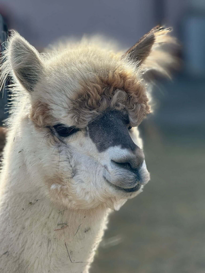 Mythen über Alpakas: Die Wahrheit über Alpakawolle und Alpaka-Produkte - tre_alpacas