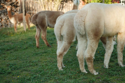 Wanderungen mit Alpaka in der Nähe von Würzburg und Alpaka Hofladen für Tierliebhaber