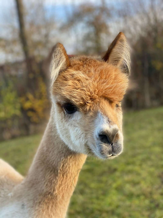 Die Geschichte der Alpakas in Europa: Von der Inkazeit bis zur modernen Zucht - tre_alpacas