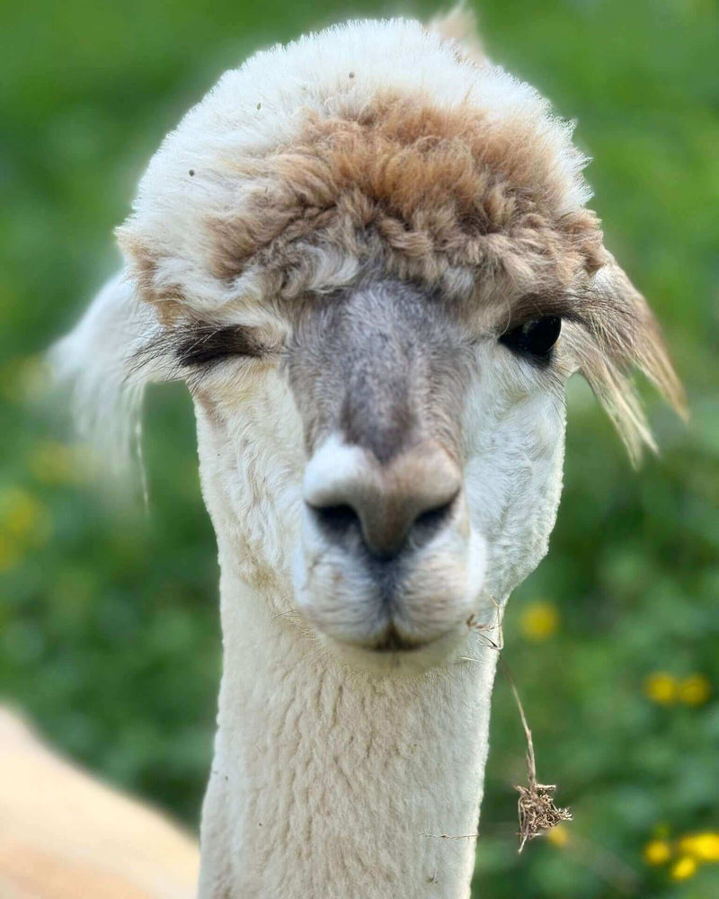 Worauf man beim Kauf von Alpaka-Produkten im Online-Shop achten sollte! - tre_alpacas