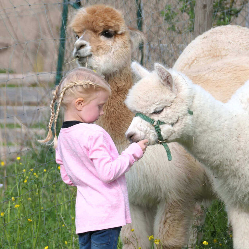 Verschenke besondere Erlebnisse: Gutschein Alpaka-Wanderung in der Nähe von Würzburg - tre_alpacas