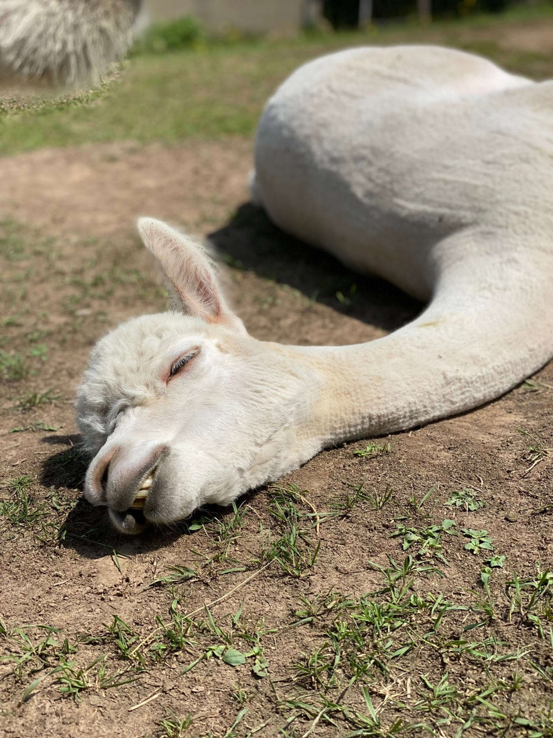 Alpakas scheren: Ein ruhendes Alpaka mit geschlossenem Auge auf dem Boden in einer grünen Wiese.