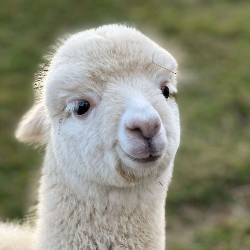 Niedliches Baby-Alpaka, das die Gründe hinter dem Alpakawolle Preis erklärt.