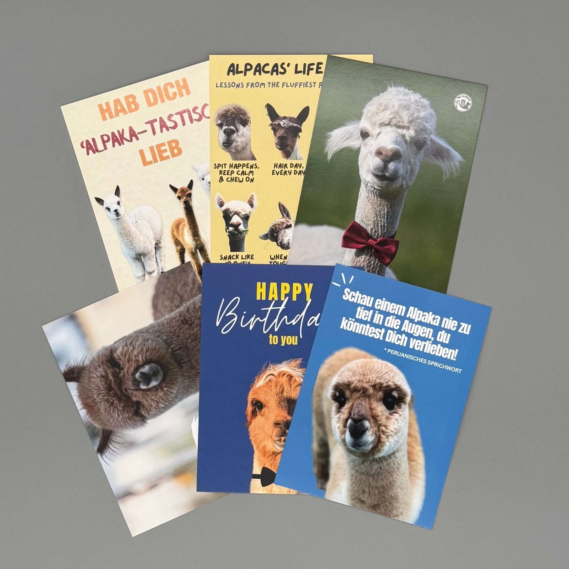 Alpaka Postkarten im Set mit Motiven unserer Alpakas Tiere im Alpaka Online Shop kaufen