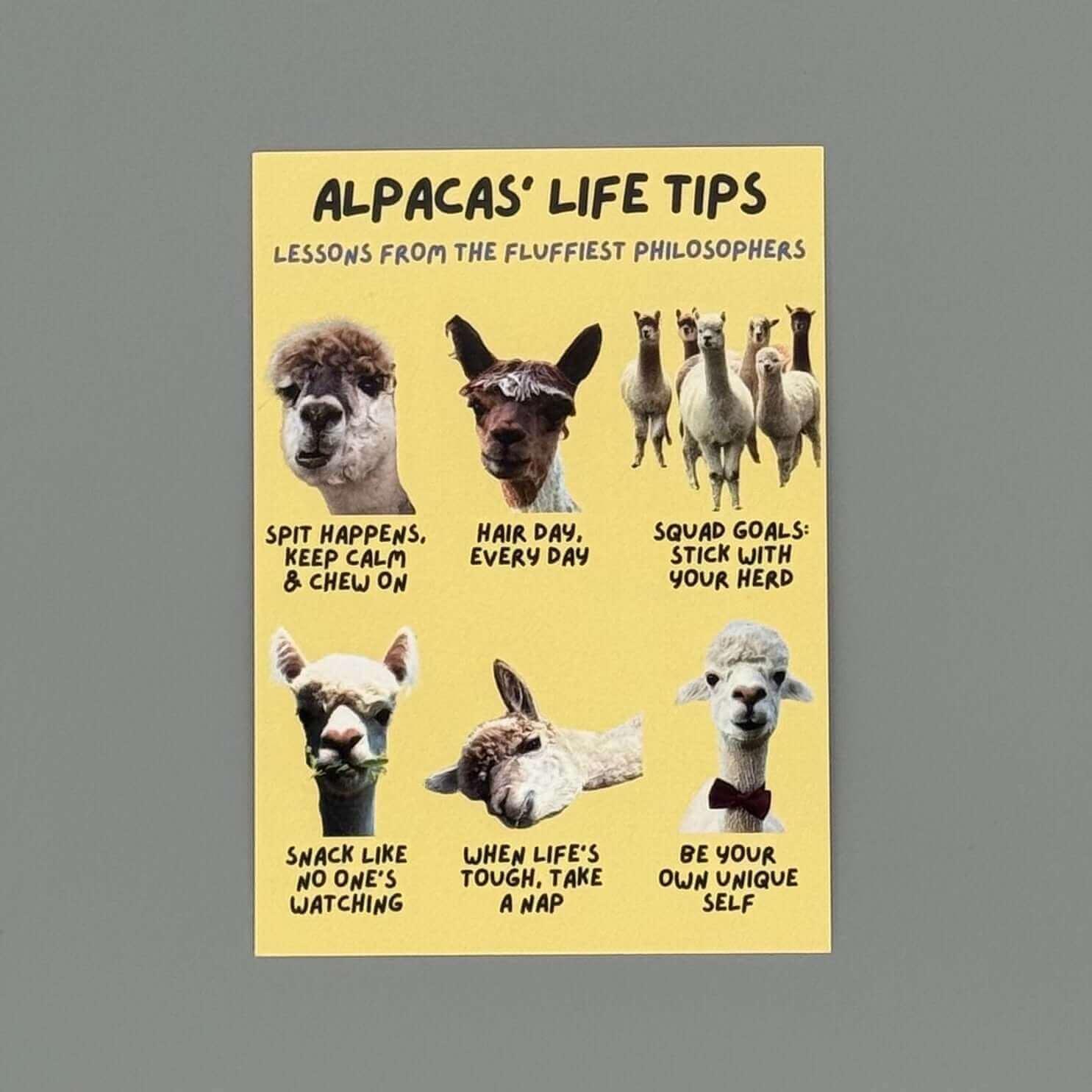 Detailansicht lustige Tierpostkarte mit Meme und Alpaka Bildern