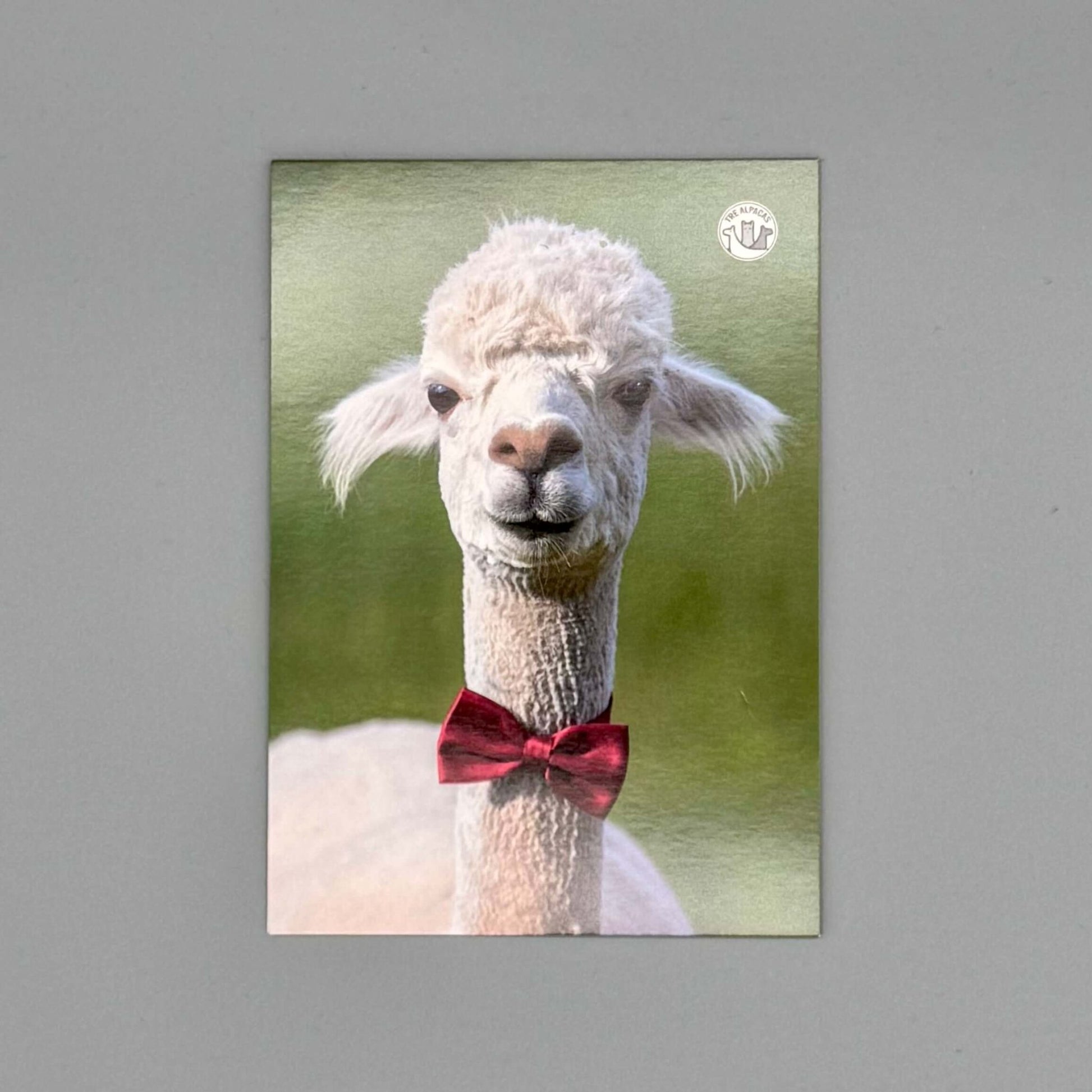 Lustige Alpaka-Postkarte mit witzigem Spruch für besondere Anlässe