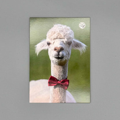 Lustige Alpaka-Postkarte mit witzigem Spruch für besondere Anlässe