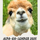 Lustiges Alpaka-Foto im Alpaka Kalender 2025 als kostenloser PDF-Download.