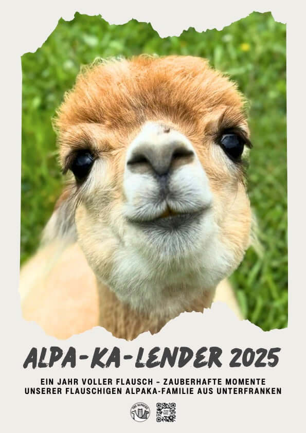 Lustiges Alpaka-Foto im Alpaka Kalender 2025 als kostenloser PDF-Download.