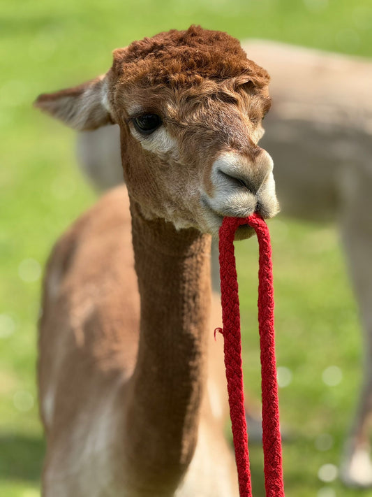 Gutschein für Alpaka-Wanderung in der Nähe von Würzburg