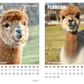 Alpaka Kalender 2024 als PDF-Download – Perfekt für Tierliebhaber.