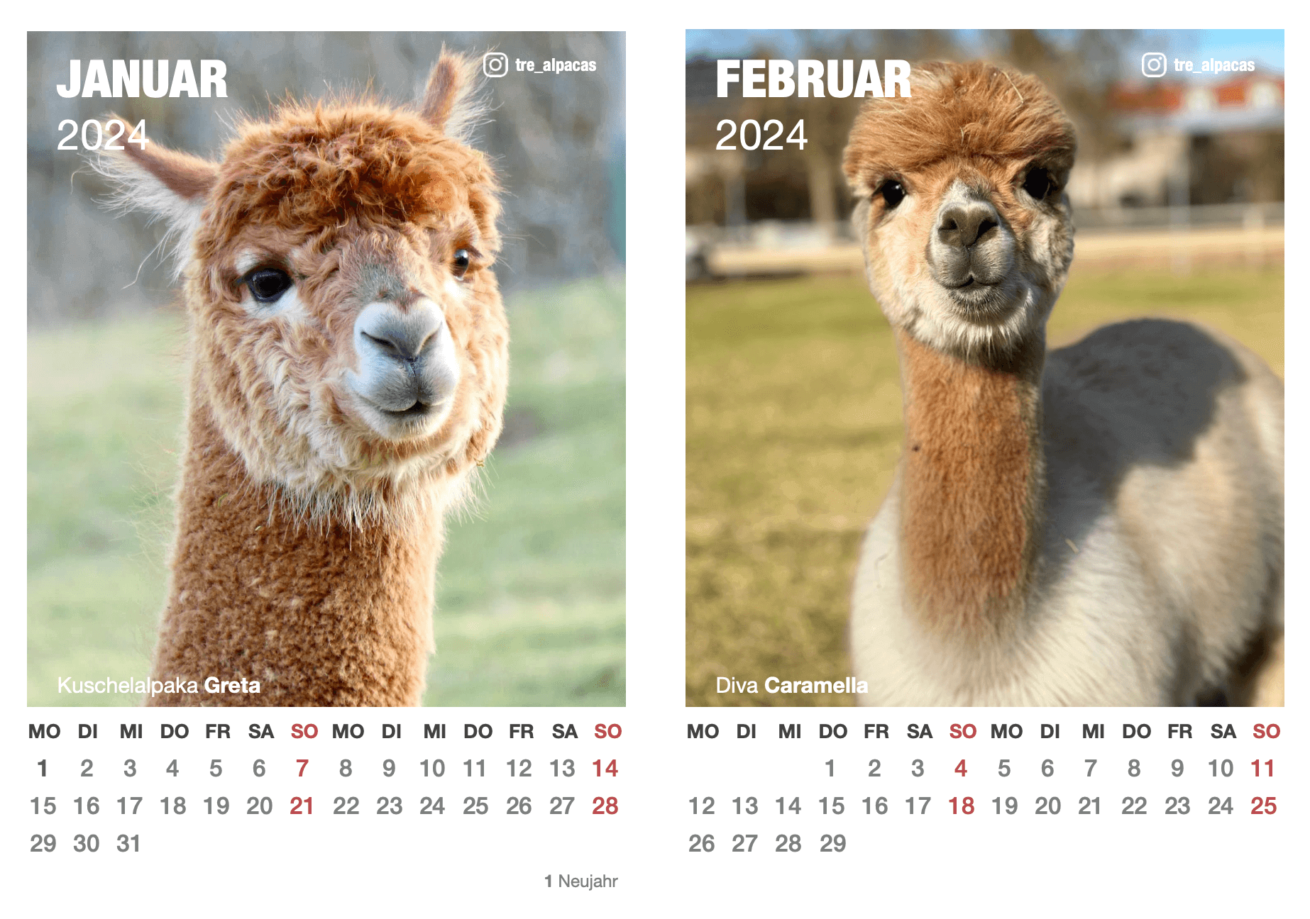 Alpaka Kalender 2024 als PDF-Download – Perfekt für Tierliebhaber.