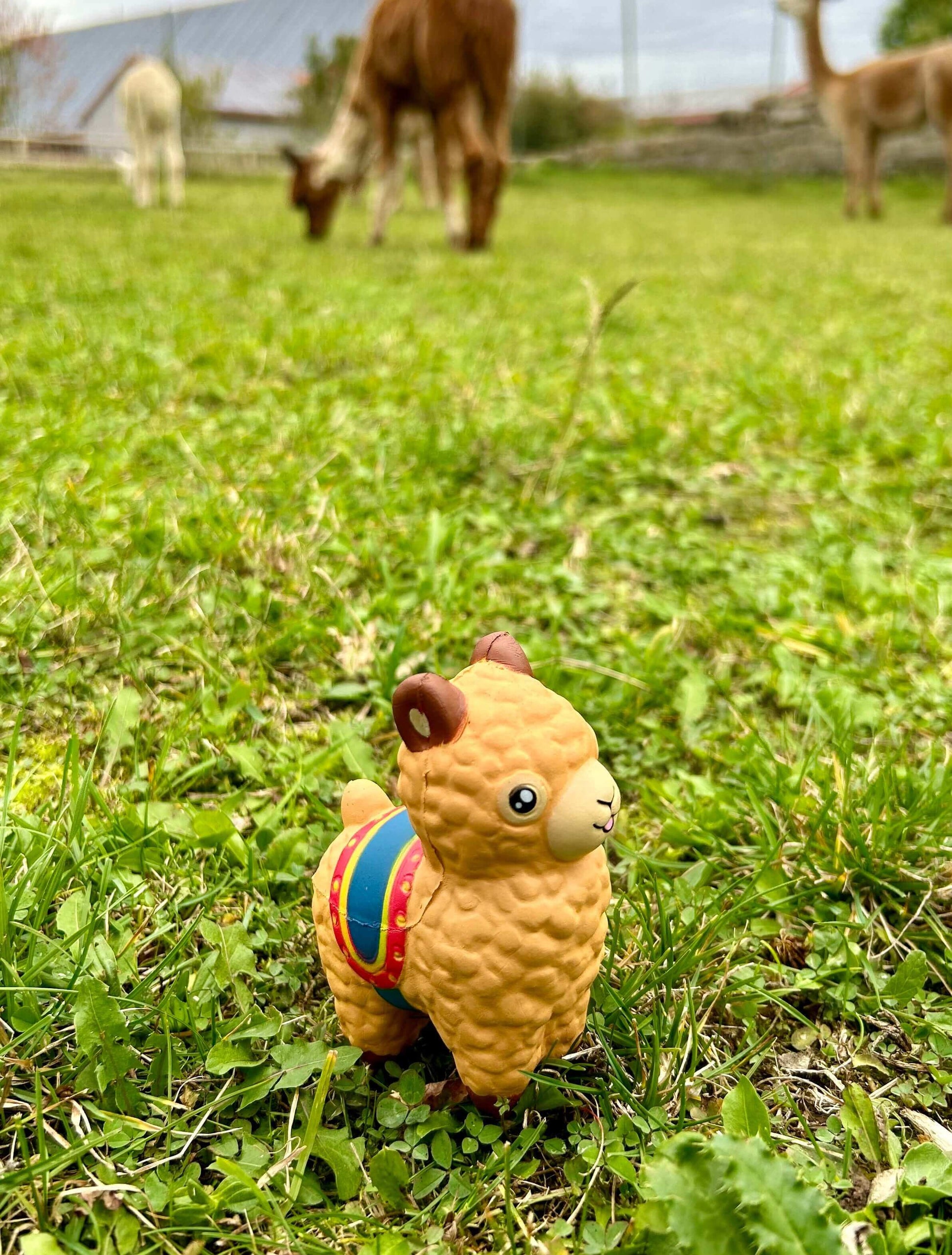 knetbarer alpaka stressball für entspannung