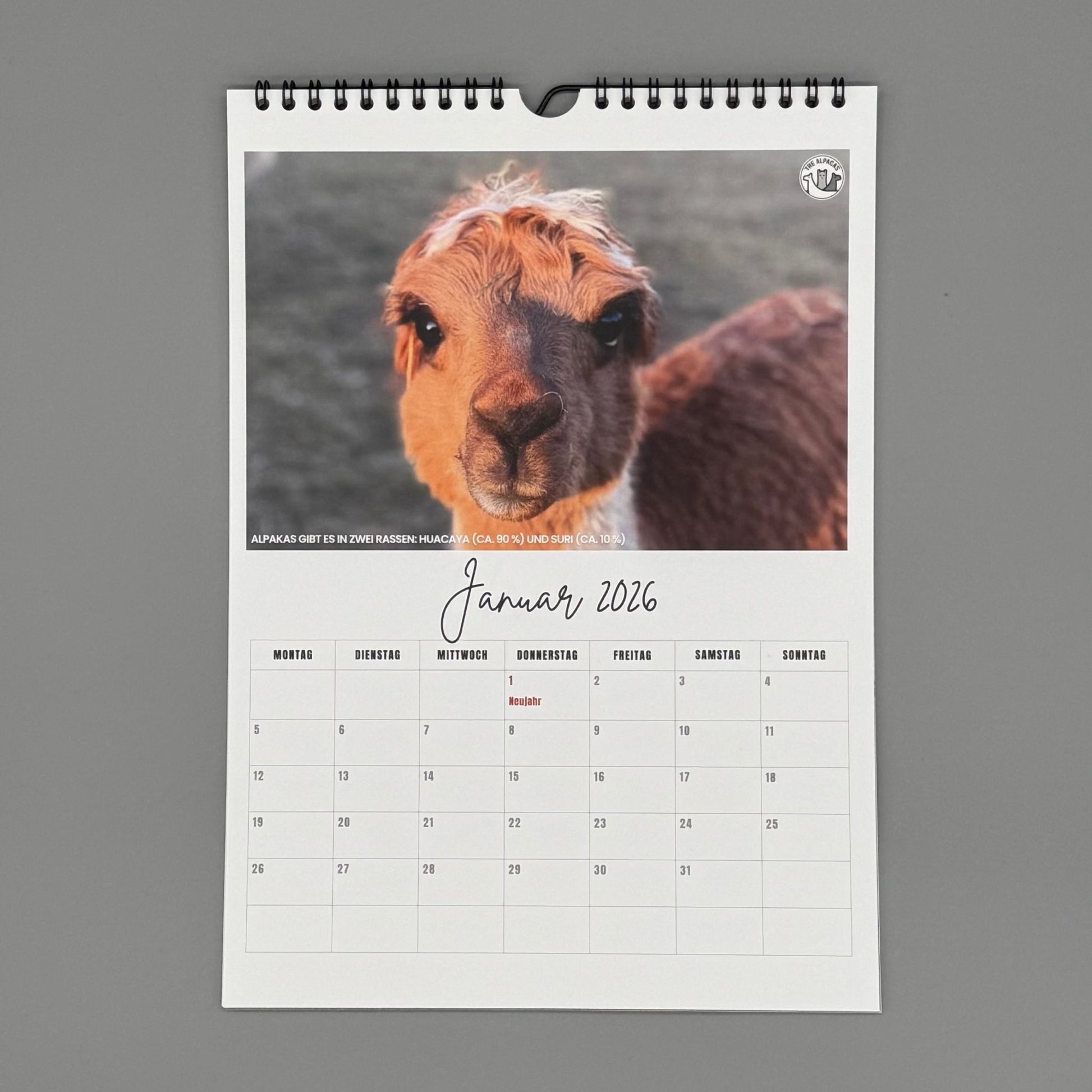 Alpaka Kalender 2026 mit 12 einzigartigen Alpaka-Motiven