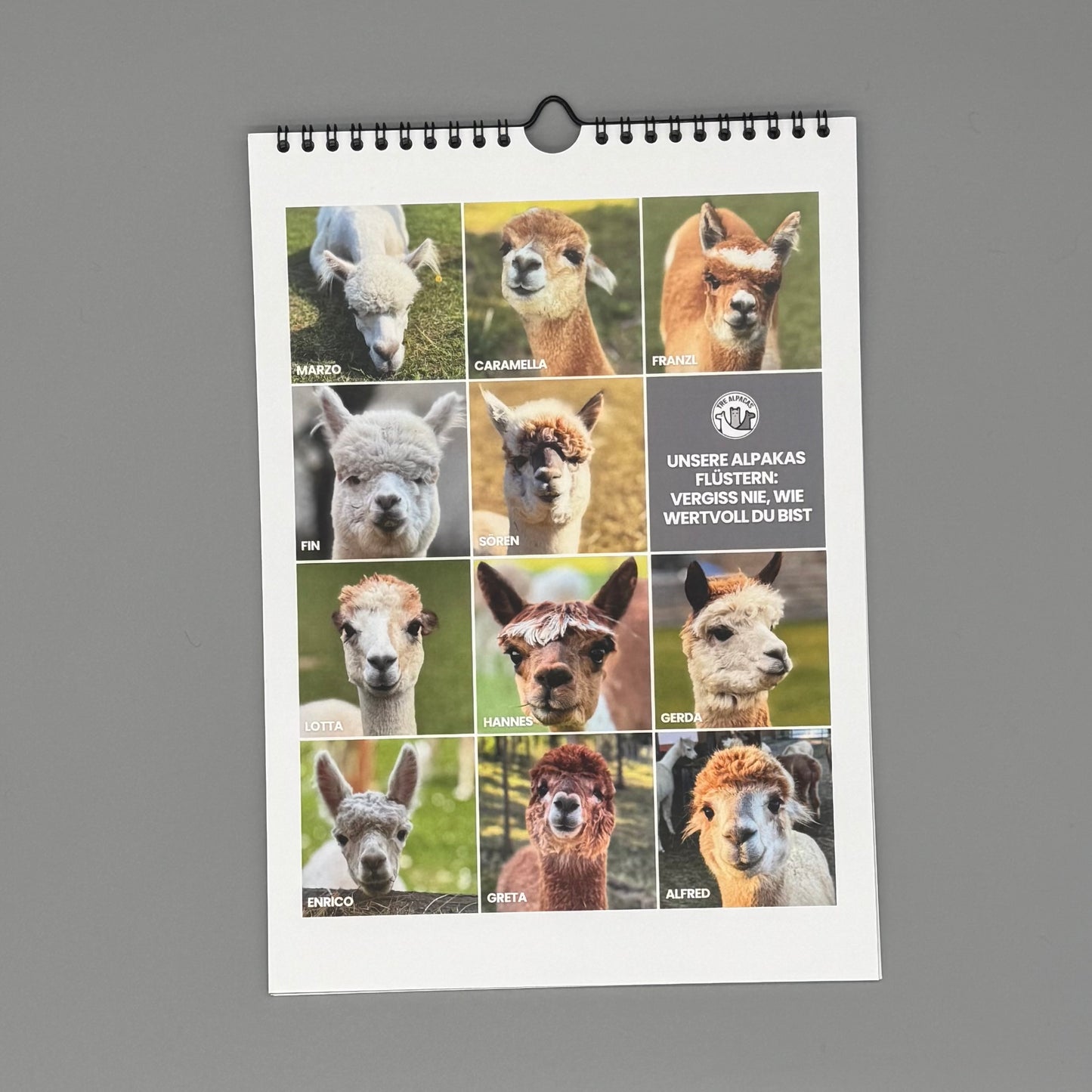 Alpaka Kalender 2026 – Alpakas Fotokalender mit Fakten & Alpaka-Motive